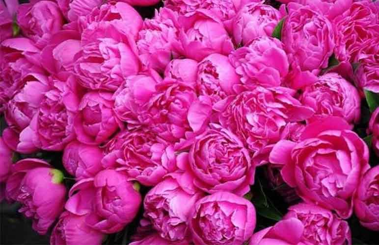 تصویر 1 از قیمت خرید غنچه گل محمدی خشک با فروش عمده